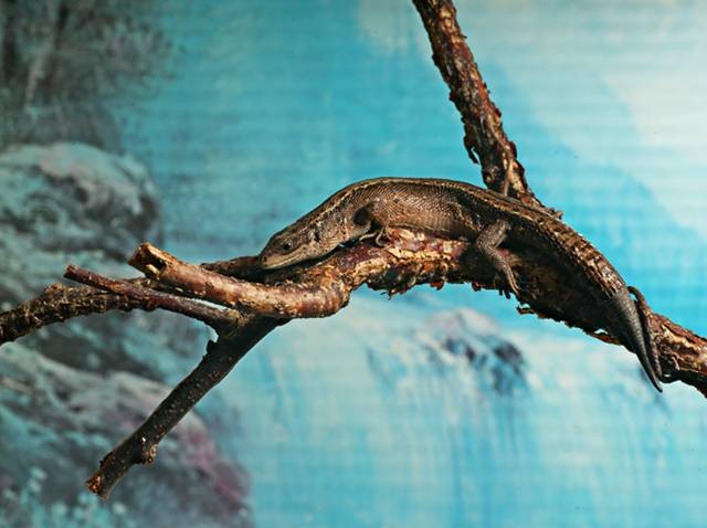 DSC02640
Фотограф: Сергей Буркацкий

Просмотров: 426
Комментариев: 0