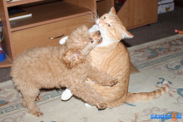 Друзья

Просмотров: 844
Комментариев: 0