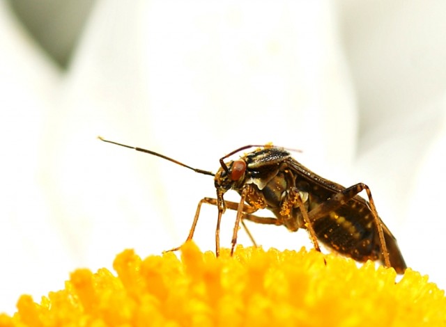 DSC01711
Фотограф: Сергей Буркацкий

Просмотров: 385
Комментариев: 0