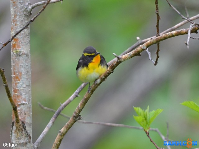 мухоловка японская

Просмотров: 1009
Комментариев: 0