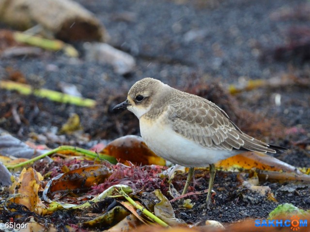 монгольский зуек
под дождём

Просмотров: 671
Комментариев: 0