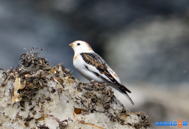 пуночка

Просмотров: 1039
Комментариев: 0