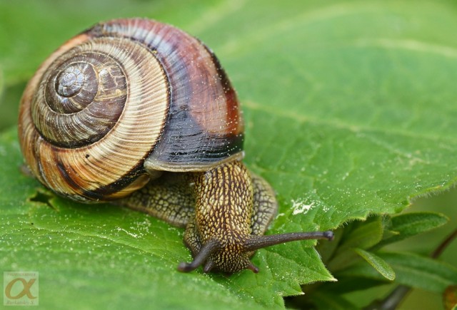 ***
Фотограф: Сергей Буркацкий

Просмотров: 821
Комментариев: 0