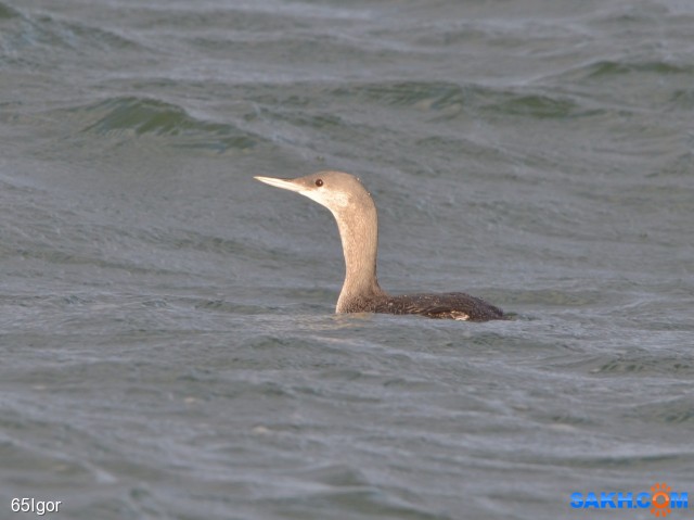 гагара

Просмотров: 564
Комментариев: 0