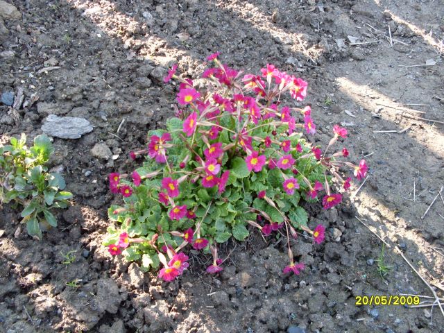 И такая примула
Фотограф: Maricha

Просмотров: 1265
Комментариев: 0