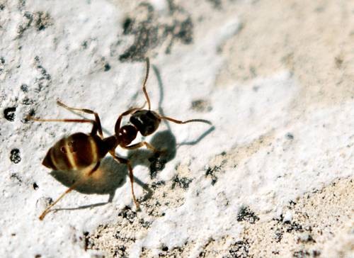 DSC05379
Фотограф: Сергей Буркацкий

Просмотров: 341
Комментариев: 0