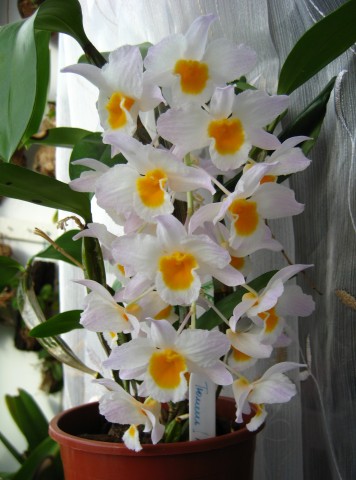 Dendrobium farmeri
Фотограф: Marion

Просмотров: 659
Комментариев: 0