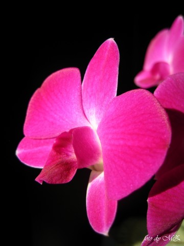 Dendrobium phalaenopsis hybr. 2
Фотограф: Marion

Просмотров: 1064
Комментариев: 0