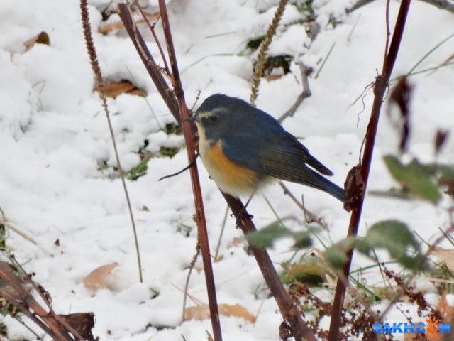 Синехвостка

Просмотров: 663
Комментариев: 0