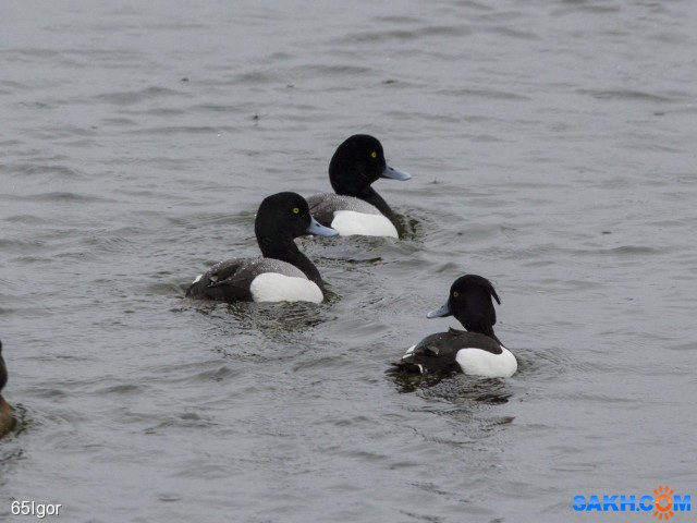 чернеть морская и хохлатая

Просмотров: 830
Комментариев: 0