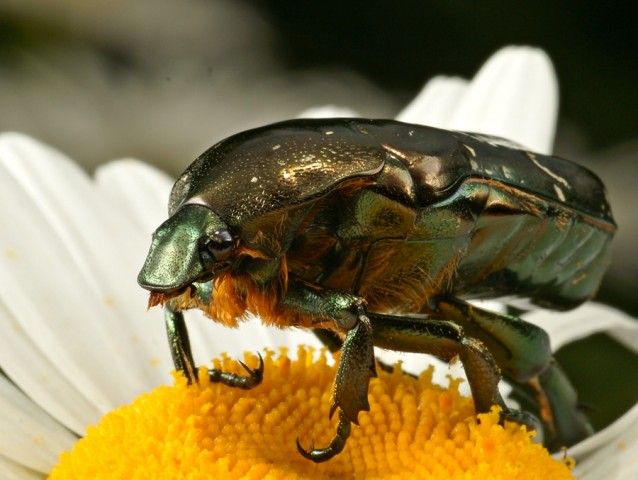 DSC01743
Фотограф: Сергей Буркацкий

Просмотров: 406
Комментариев: 0