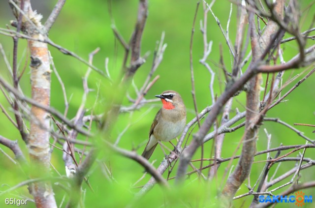соловей

Просмотров: 730
Комментариев: 0