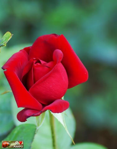 ***
Фотограф: Сергей Буркацкий

Просмотров: 986
Комментариев: 0