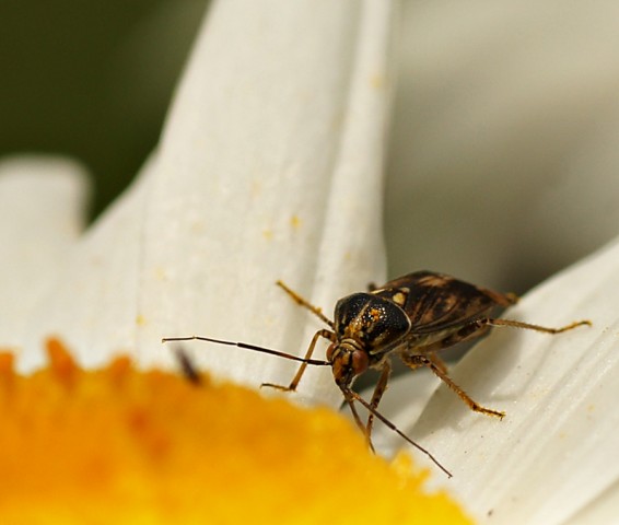 DSC01713
Фотограф: Сергей Буркацкий

Просмотров: 403
Комментариев: 0