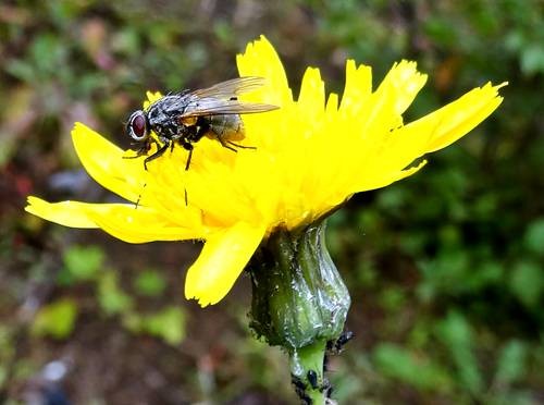 DSC03547
Фотограф: Сергей Буркацкий

Просмотров: 478
Комментариев: 0