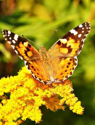 ***
Фотограф: Сергей Буркацкий

Просмотров: 594
Комментариев: 0