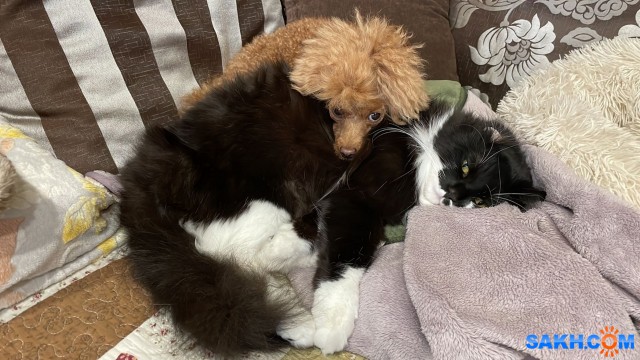 Друзья

Просмотров: 372
Комментариев: 0