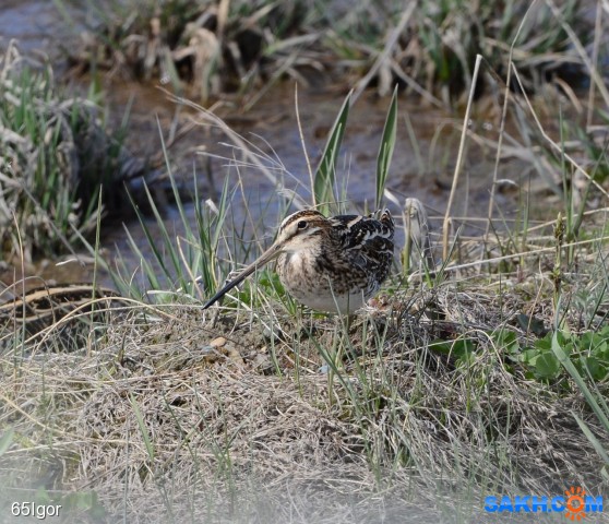 бекас японский

Просмотров: 367
Комментариев: 0