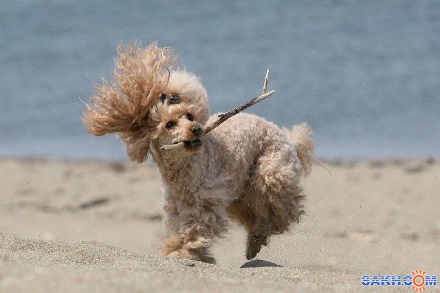 у моря

Просмотров: 1624
Комментариев: 1