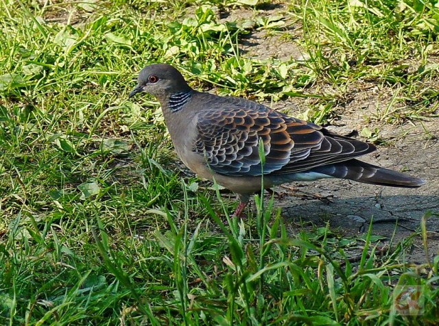 ***

Просмотров: 827
Комментариев: 2