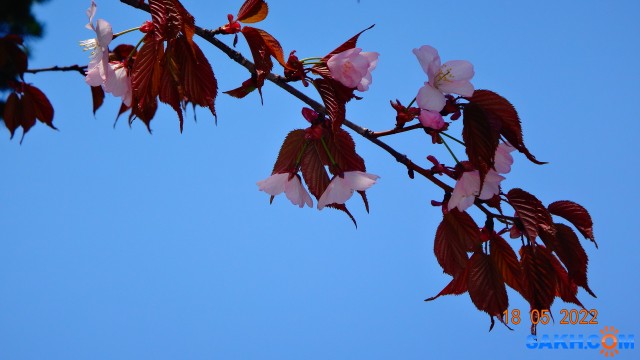 DSC09461
Сакура цветёт.

Просмотров: 224
Комментариев: 0