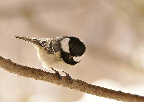 DSC04974
Фотограф: Сергей Буркацкий

Просмотров: 527
Комментариев: 0