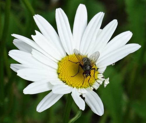 DSC00116
Фотограф: Сергей Буркацкий

Просмотров: 484
Комментариев: 0