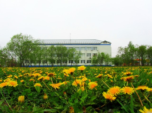 Одуванчики на футбольном поле гимназии им. Пушкина
Фотограф: АС-2й

Просмотров: 1782
Комментариев: 1