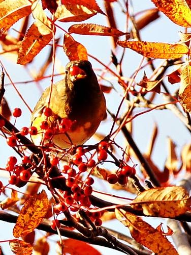 DSC03378
Фотограф: Сергей Буркацкий

Просмотров: 515
Комментариев: 0