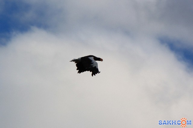 Орлан белохвостый отмахал крыльями в тишине
Фотограф: vikirin

Просмотров: 2115
Комментариев: 2