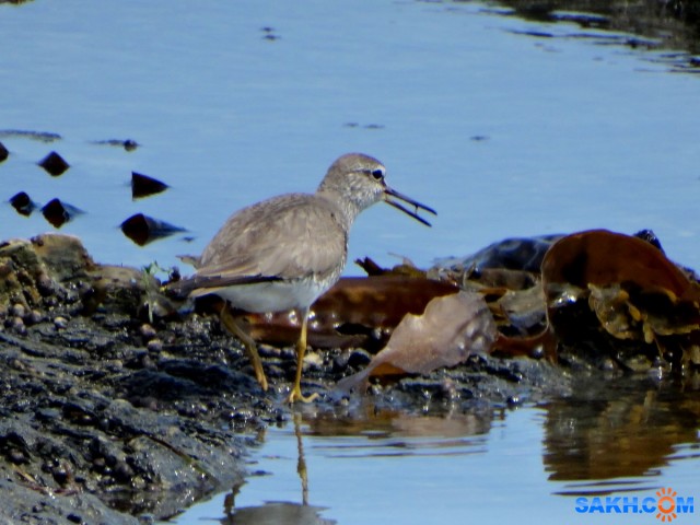 Сибирский пепельный улит

Просмотров: 373
Комментариев: 0