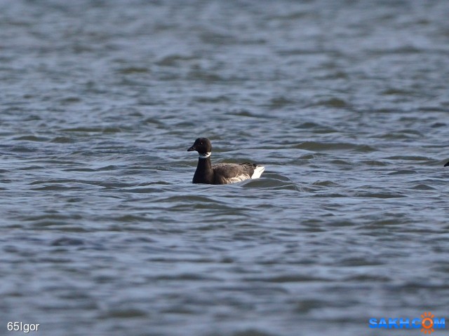казарка черная
долинский р-н

Просмотров: 530
Комментариев: 0