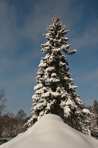 Хозяйка снежной горы
Фотограф: Stardust

Просмотров: 1989
Комментариев: 0