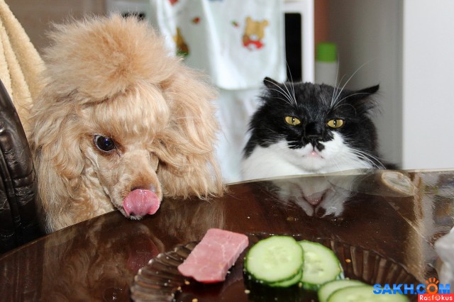 Час обеда подошел

Просмотров: 779
Комментариев: 0