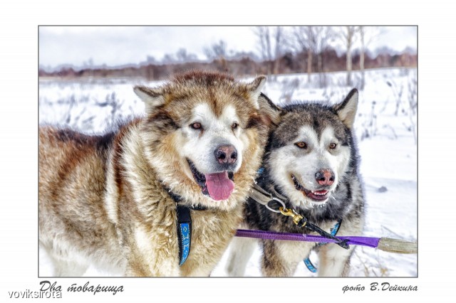 Два товарища.
Фотограф: В.Дейкин

Просмотров: 2774
Комментариев: 2