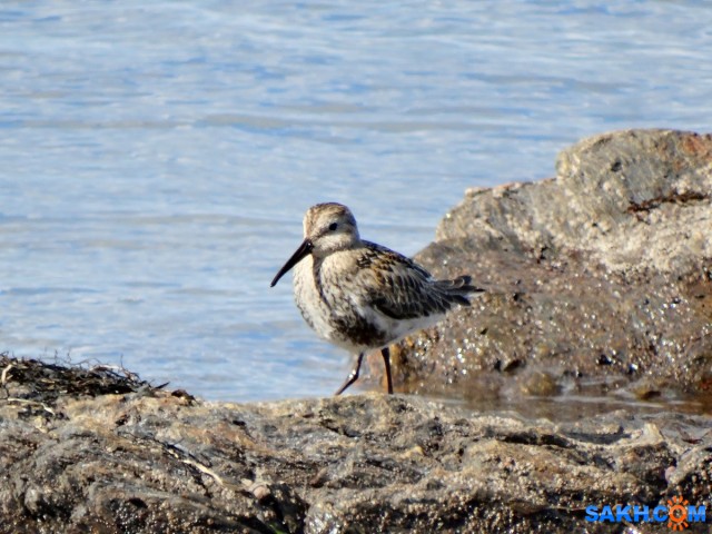 Чернозобик

Просмотров: 811
Комментариев: 3