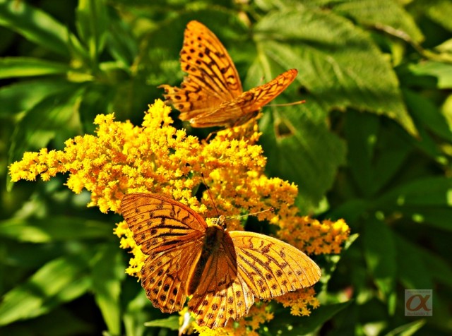 ***
Фотограф: Сергей Буркацкий

Просмотров: 595
Комментариев: 0