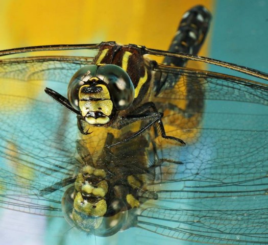 DSC02391
Фотограф: Сергей Буркацкий

Просмотров: 686
Комментариев: 1