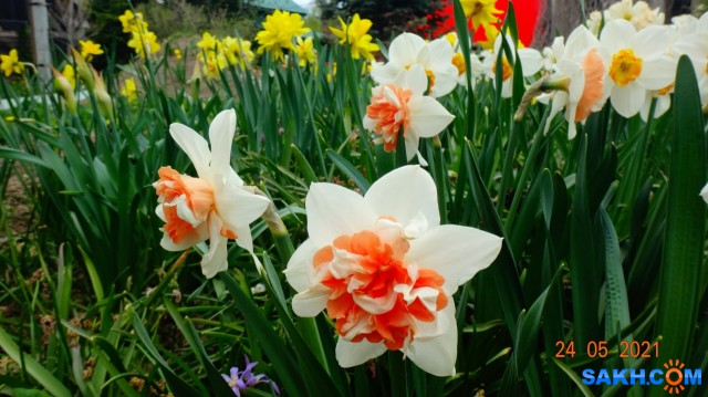 Нарциссы.

Просмотров: 407
Комментариев: 0