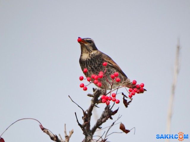 DSC02656_н

Просмотров: 726
Комментариев: 0