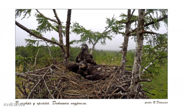 дети подросли
Фотограф: В.Дейкин

Просмотров: 3223
Комментариев: 3