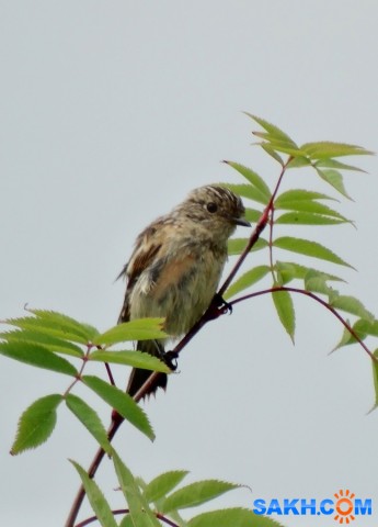 Чеканиха

Просмотров: 695
Комментариев: 0