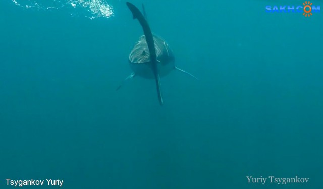 Сельдевая акула
Фотограф: Tsygankov Yuriy

Просмотров: 1360
Комментариев: 0