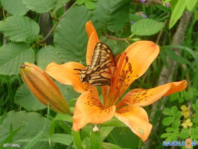 бабочка на цветке
Фотограф: Флора

Просмотров: 2420
Комментариев: 0
