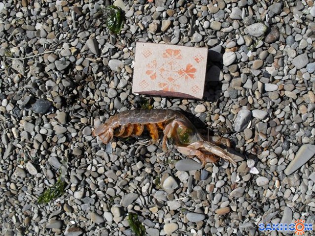 Что за рачок? Найден на побережье между Пригородным и Корсаковом

Просмотров: 1432
Комментариев: 1