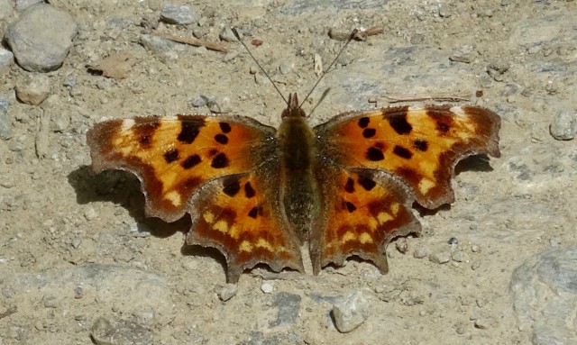 DSC03468
Фотограф: Сергей Буркацкий

Просмотров: 643
Комментариев: 0