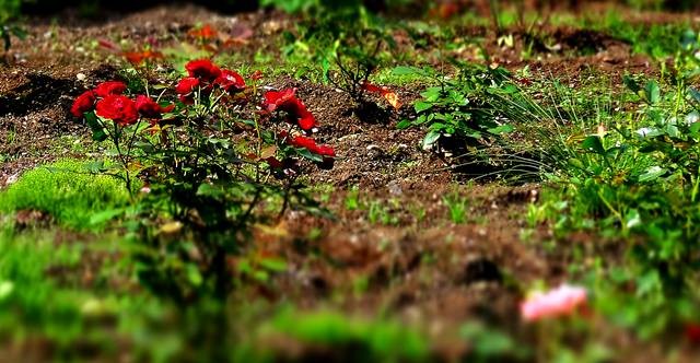 DSC00445
Фотограф: Сергей Буркацкий

Просмотров: 320
Комментариев: 0