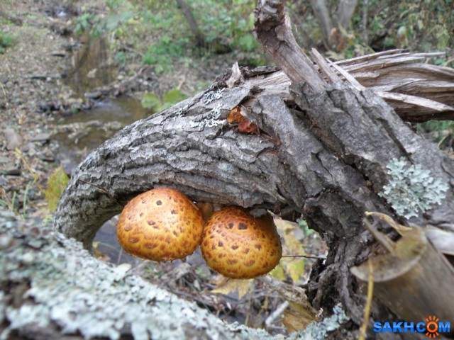 Древесный гриб (Чешуйчатка золотистая).