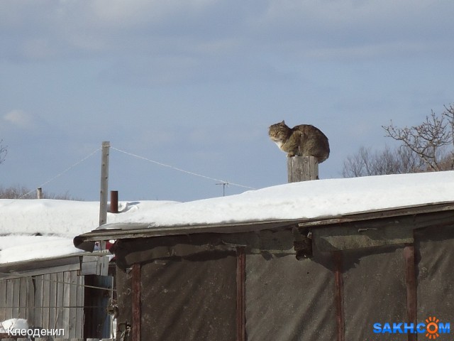 кот-Дымоход