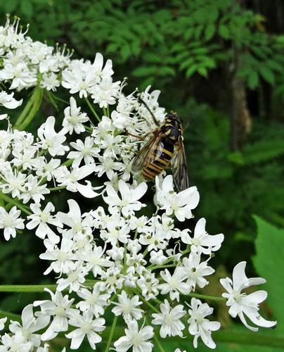 DSC00308
Фотограф: Сергей Буркацкий

Просмотров: 167
Комментариев: 0